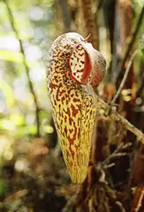 Nepenthes aristolochioides