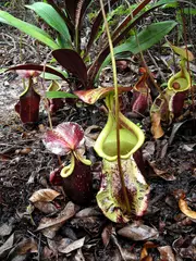 Nepenthes rafflesiana (Raffle's pitcher plant)