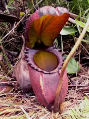Nepenthes rajah (King pitcher plant) May ingest small mammals/reptiles
