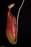 Nepenthes superba