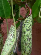 Nepenthes velvet