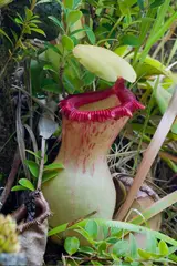 Nepenthes ventricosa Lower "tubby" red "lips." Upper small, slender yellow.