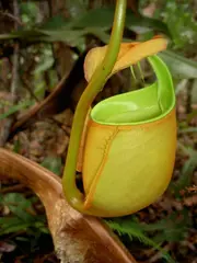 Nepenthes bicalcarata (Fanged pitcher plant)