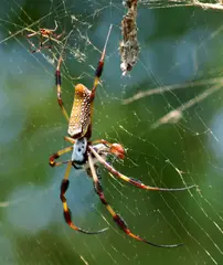 Nephila clavipes