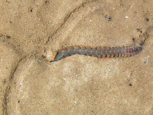 Nereis diversicolor (Ragworm)