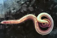 Worms