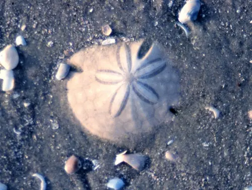 Sand Dollars