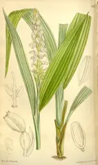 Neuwiedia griffithii (in the subfamily Apostasioideae)