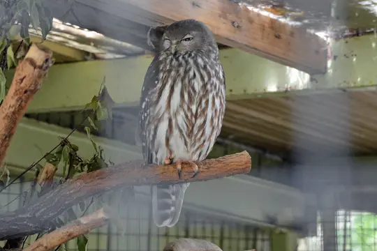 Barking Boobook (Ninox connivens)