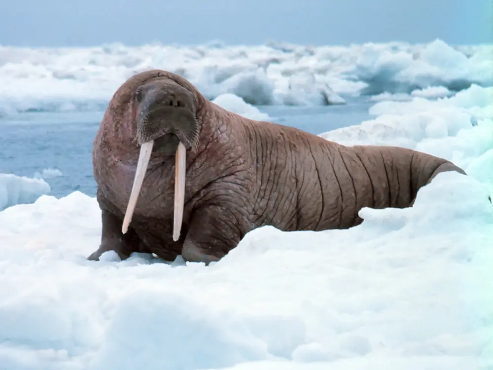 Odobenus rosmarus