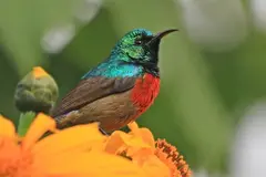 Collared sunbird