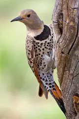 Northern Flicker: Like many woodpeckers, the flicker's flight is undulating. The repeated cycle of a quick succession of flaps followed by a pause creates an effect comparable to a rollercoaster.