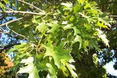 White Oak: Northern Pin Oak