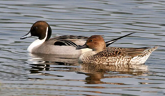 Northern pintails (male & female)