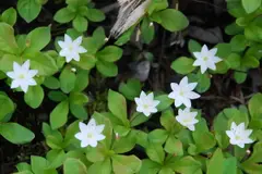 Northern Starflower