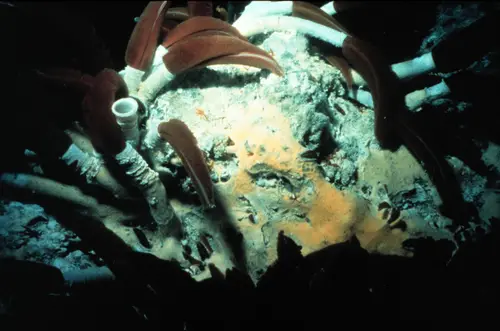 Riftia pachyptila (Giant tube worm)
