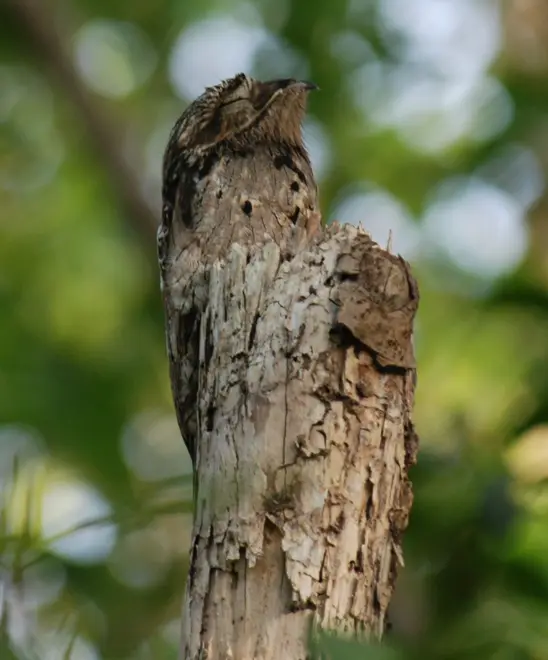 Nyctibius griseus 471885191 27f931630d o Crop