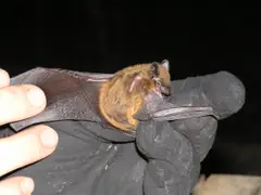 Evening Bat (Nycticeius humeralis)