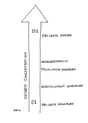 O2Bacteria