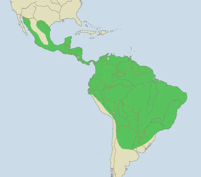 Ocelot range