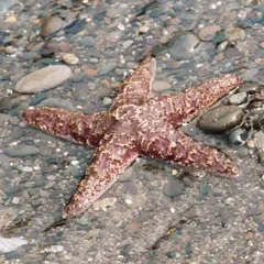Starfish