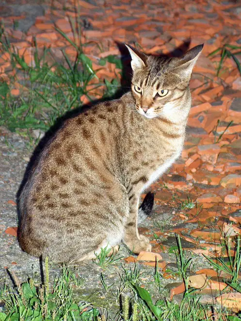 Ocicat-sitting