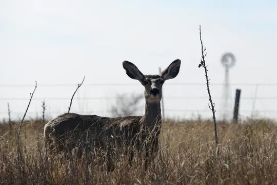 Mule Deer (Odocoileus hemionus)