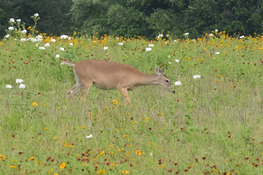 White-Tailed Deer (Odocoileus virginianus)