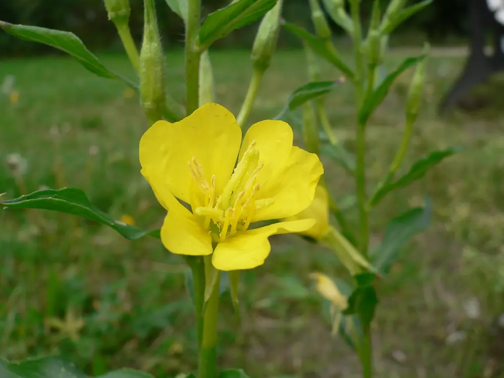 Oenothera biennis 20050825 962