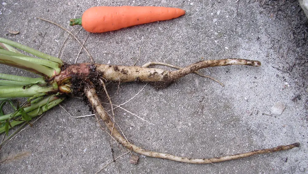 Oenothera-biennis-root