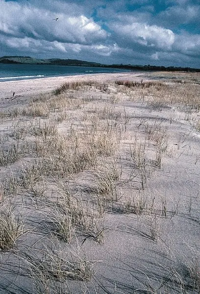 OhamaBeach-Foredune