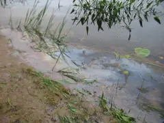 (9) Presence of oil on the surface of the water