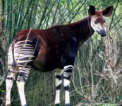 Okapi