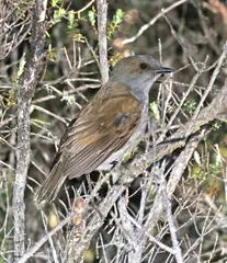 ʻŌmaʻo