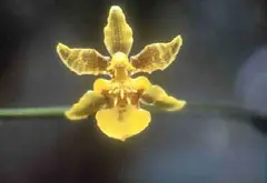 Florida orchid