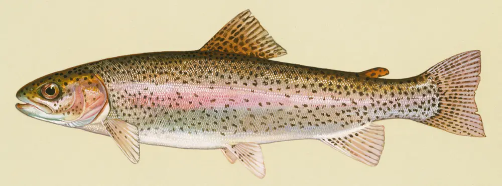 Oncorhynchus mykiss