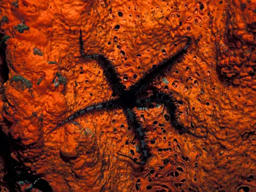 Agelas clathrodes) (Orange Elephant Ear Sponge, behind a brittle star)