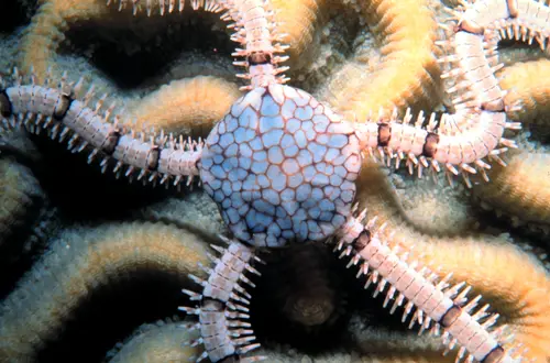 reticulated brittle star (Ophionereis reticulata)