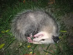 Opossum playing dead