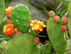 Opuntia (Prickly Pear)
