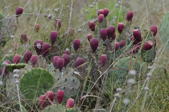 Prickly Pear Cactus (Opuntia sp.)