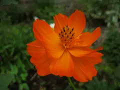 Cosmos