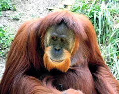 Orangutan Borneo and Sumatra