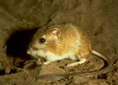 Ord's kangaroo rat