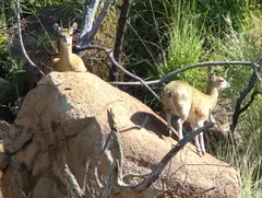 Klipspringer