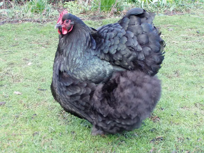 Orpington chicken 2