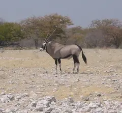 Gemsbok