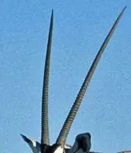 Oryx: Narrow, and straight except in the scimitar oryx, where they curve backwards like a scimitar. Similar in males and in females.