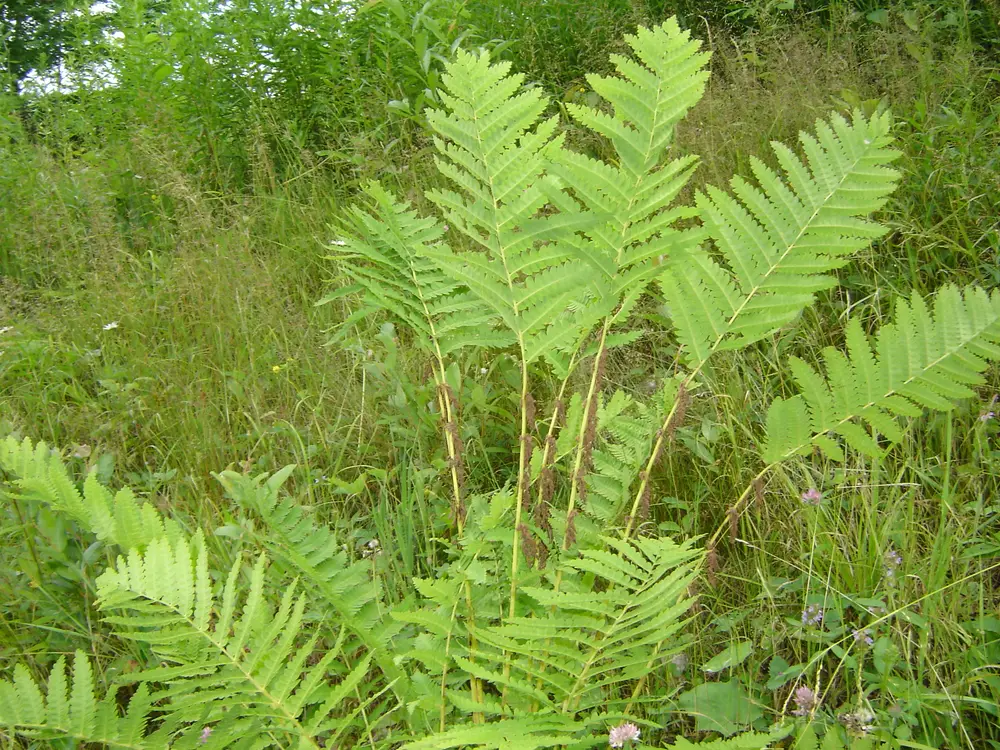 Osmunda claytoniana