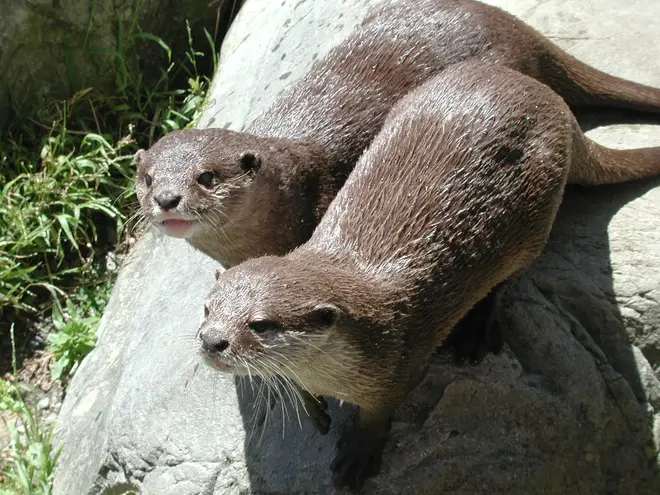 Otters (Lutrinae)